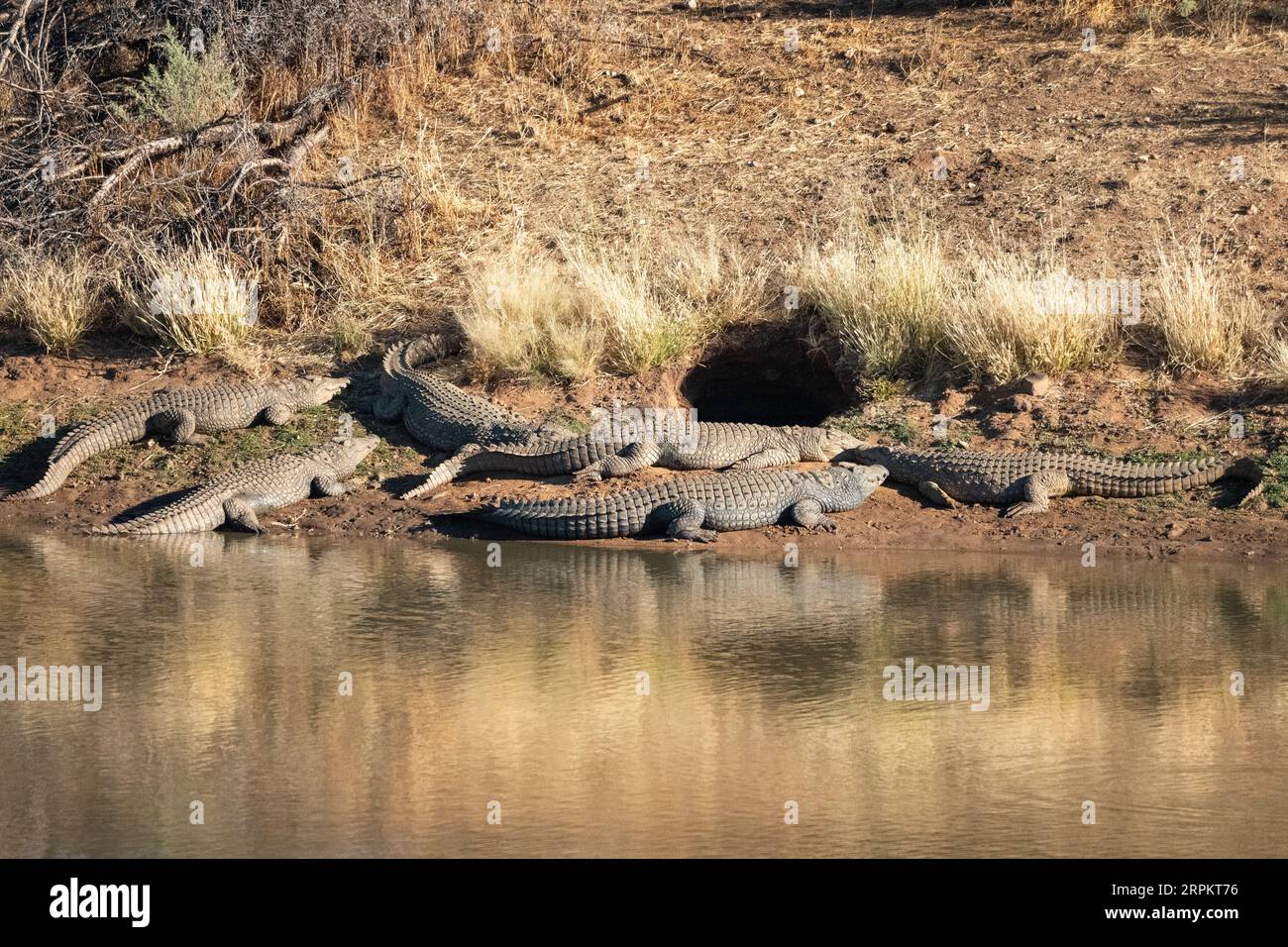 Nile crocodile in Namibia Stock Photo