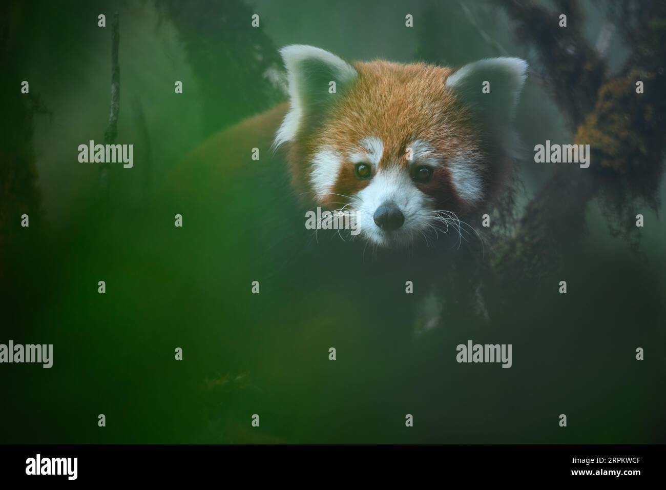 Creative portrait of red panda peering through vegetation on top of an oaknut tree Stock Photo