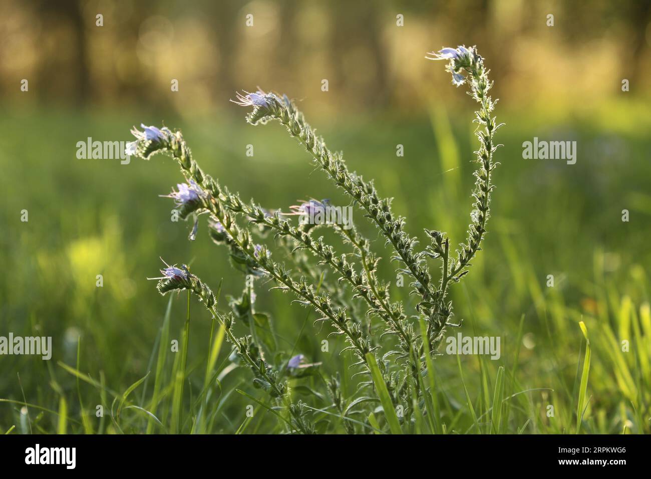 Viper's Bugloss (echium vulgare) during the golden hour Stock Photo