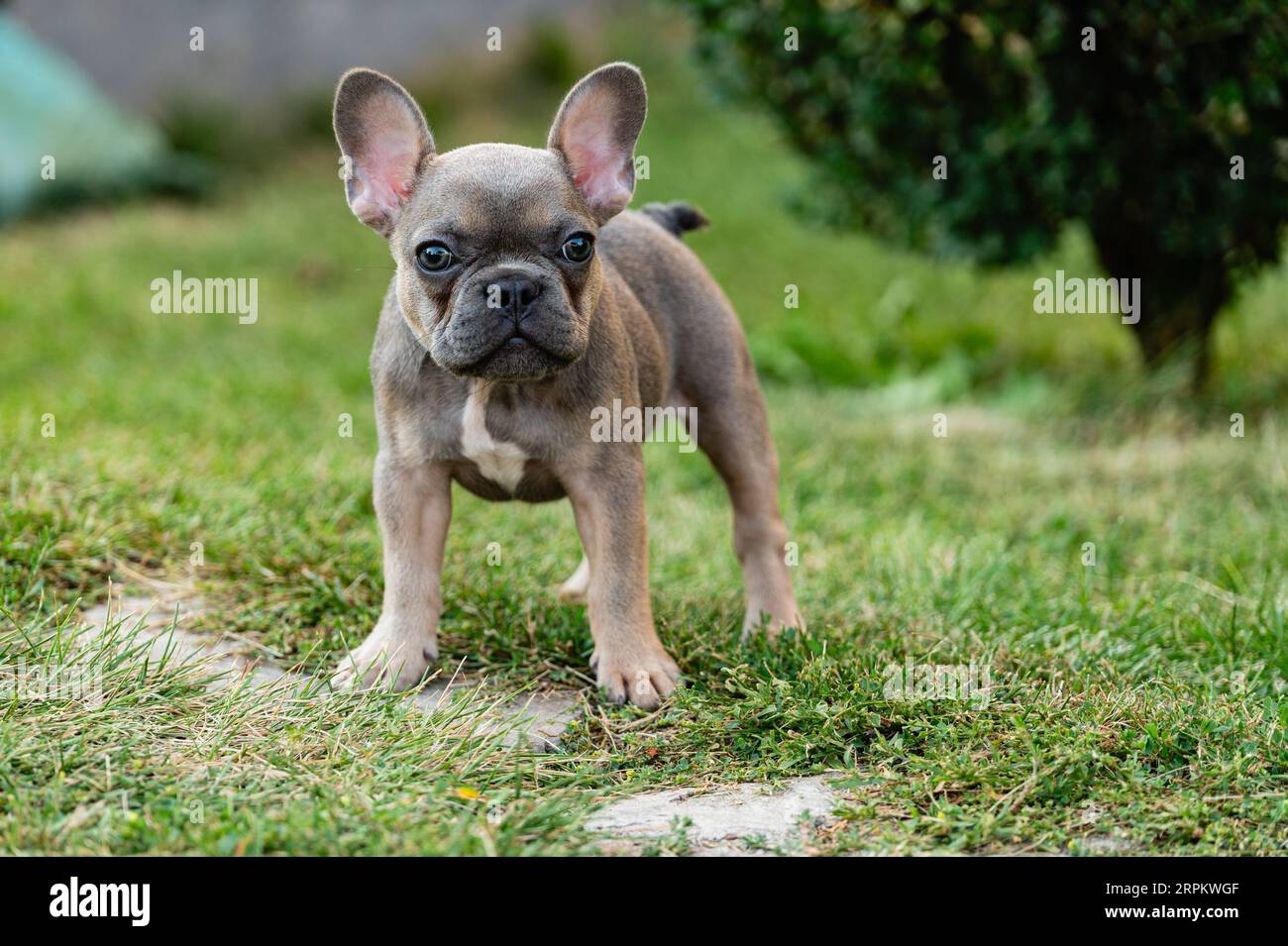 Do French Bulldogs Get Along With Other Dogs? - TomKings Kennel, image size:1300x955