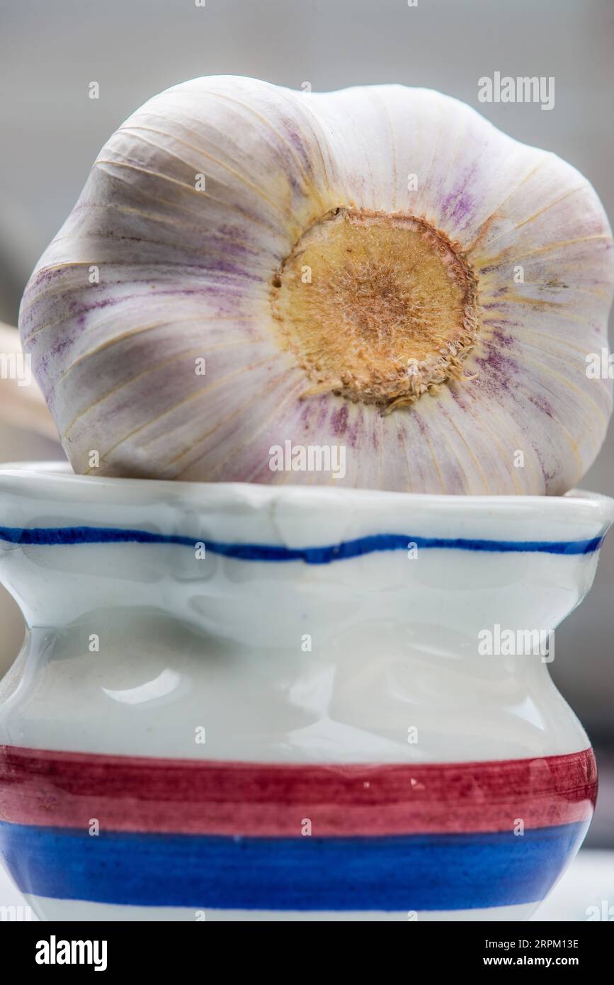 big, fresh garlic tuber in a closeup Stock Photo
