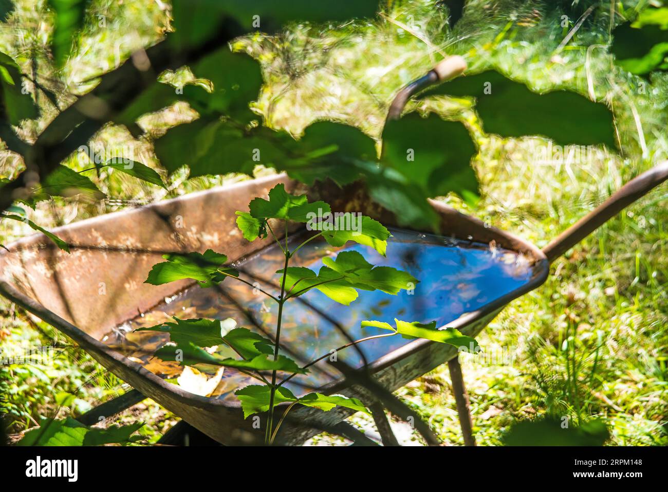 hidden wheelbarrow with water in a garden Stock Photo