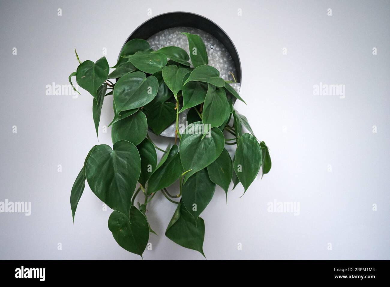 Metal wall planter decoration and design with green plant Stock Photo
