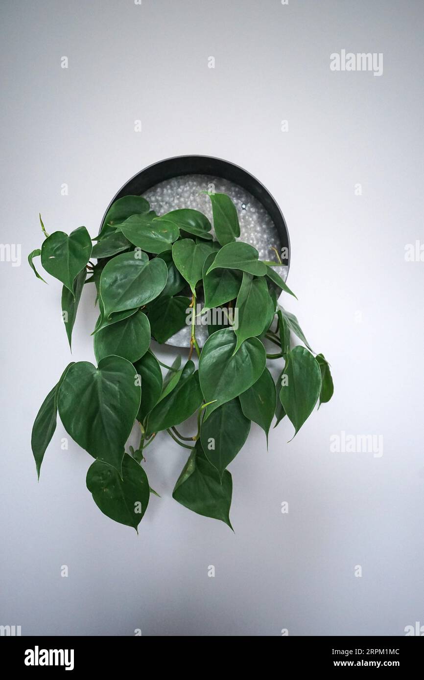 Metal wall planter decoration and design with green plant Stock Photo
