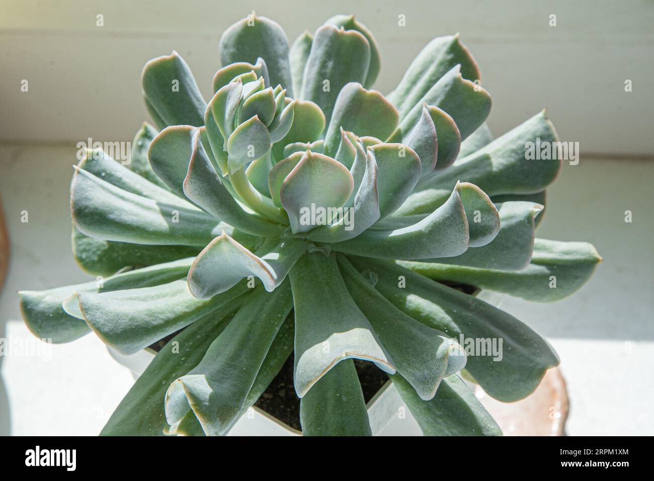 Reproduction of the flower Echeveria Blue Swan. The vegetative process of a flower is a baby. Gray leaves. Growing succulents and cacti. Floriculture. Bud closeup. Leafy green background. Stock Photo