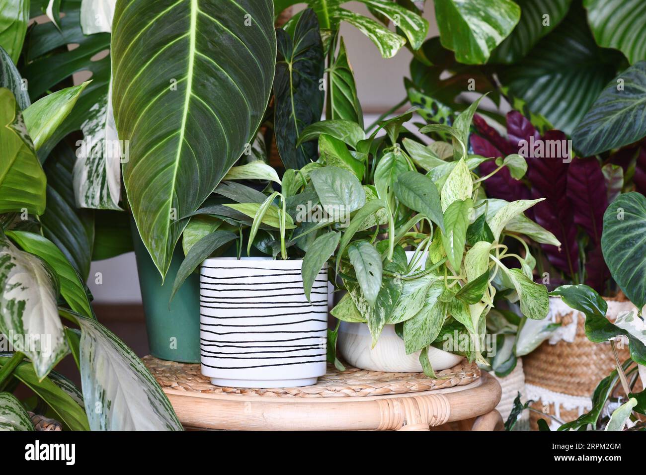 Urban jungle. Different tropical houseplants like Philodendron or pothos in basket flower pots on tables Stock Photo