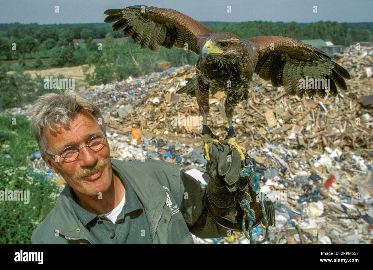 Netherlands, Barneveld Falconer with his falcon chasing the rats and