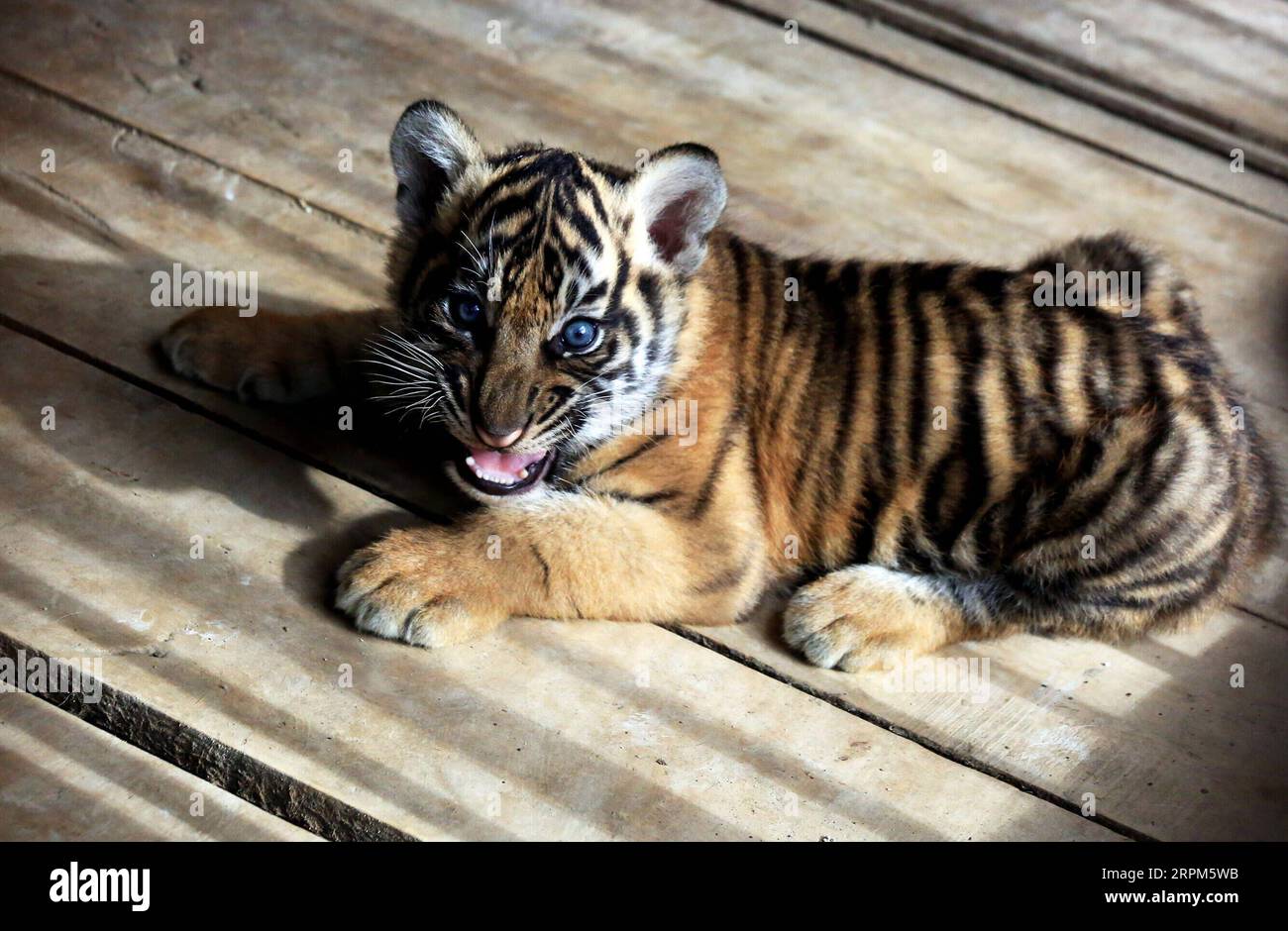 Cubs of a tiger hi-res stock photography and images - Page 19 - Alamy, image size:1300x940