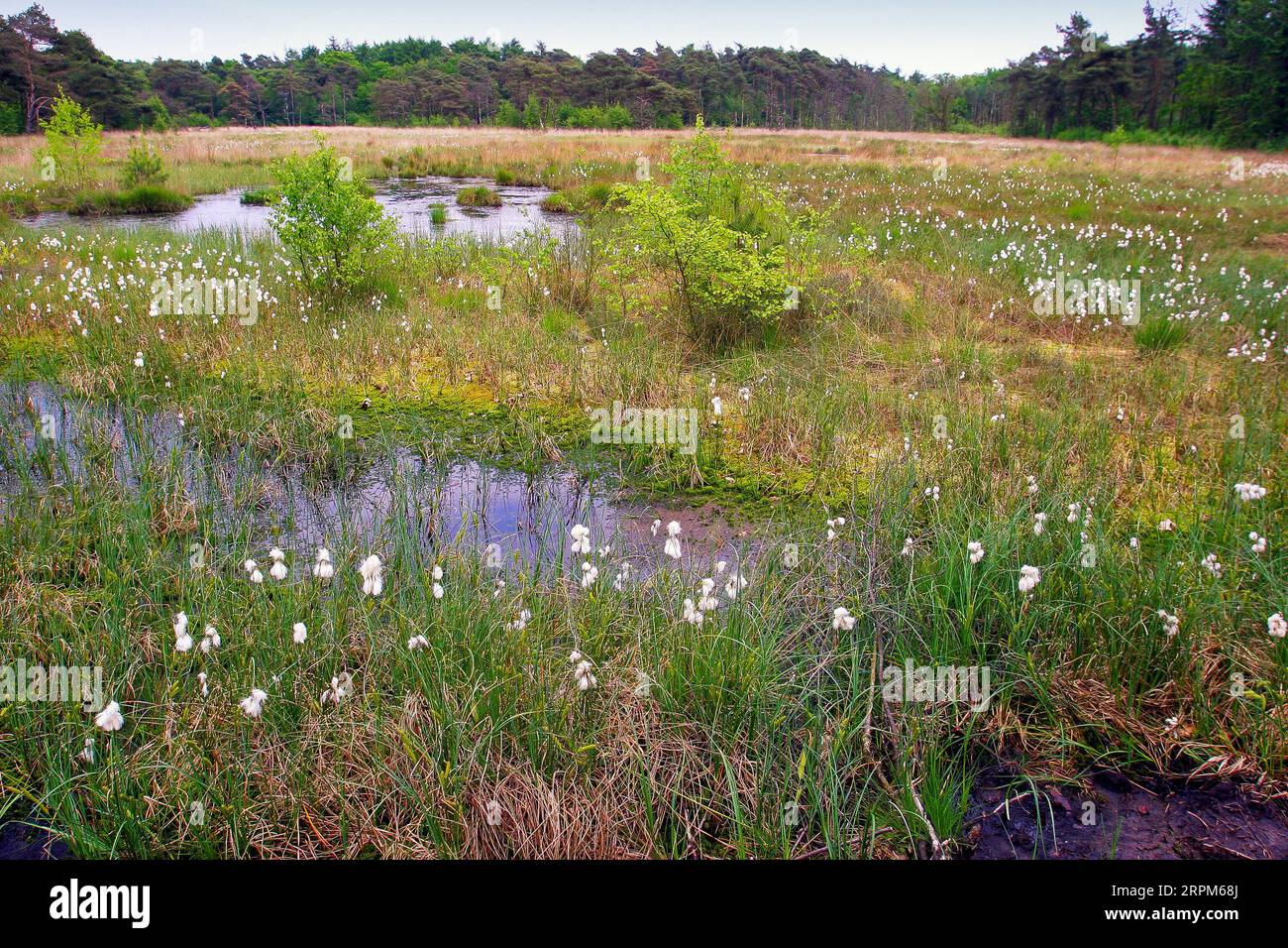 Netherlands, swamp area Dwingelderveld. Stock Photo