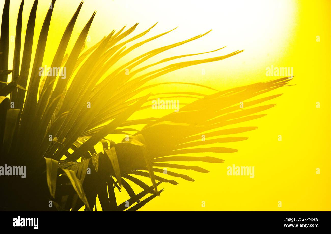 Hot tropical sun hi-res stock photography and images - Alamy