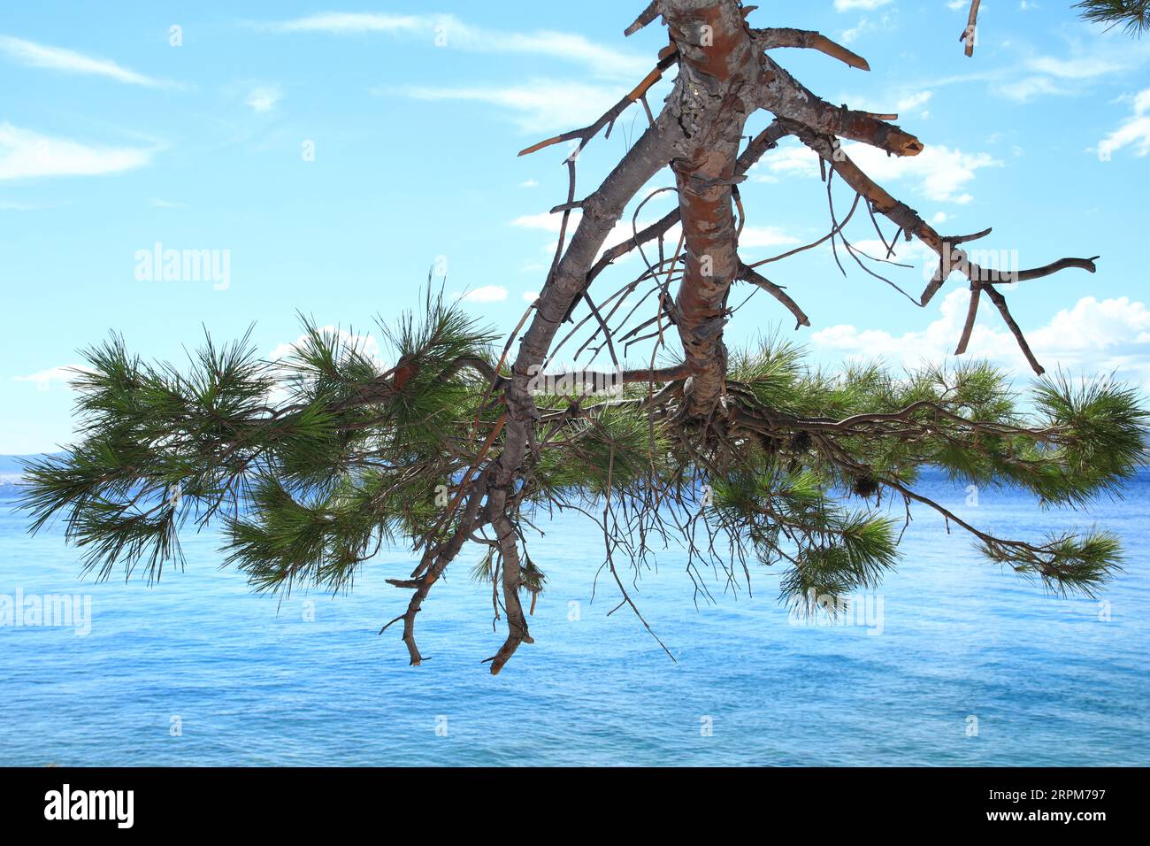 Tree growing upside down against the background of the sea Stock Photo