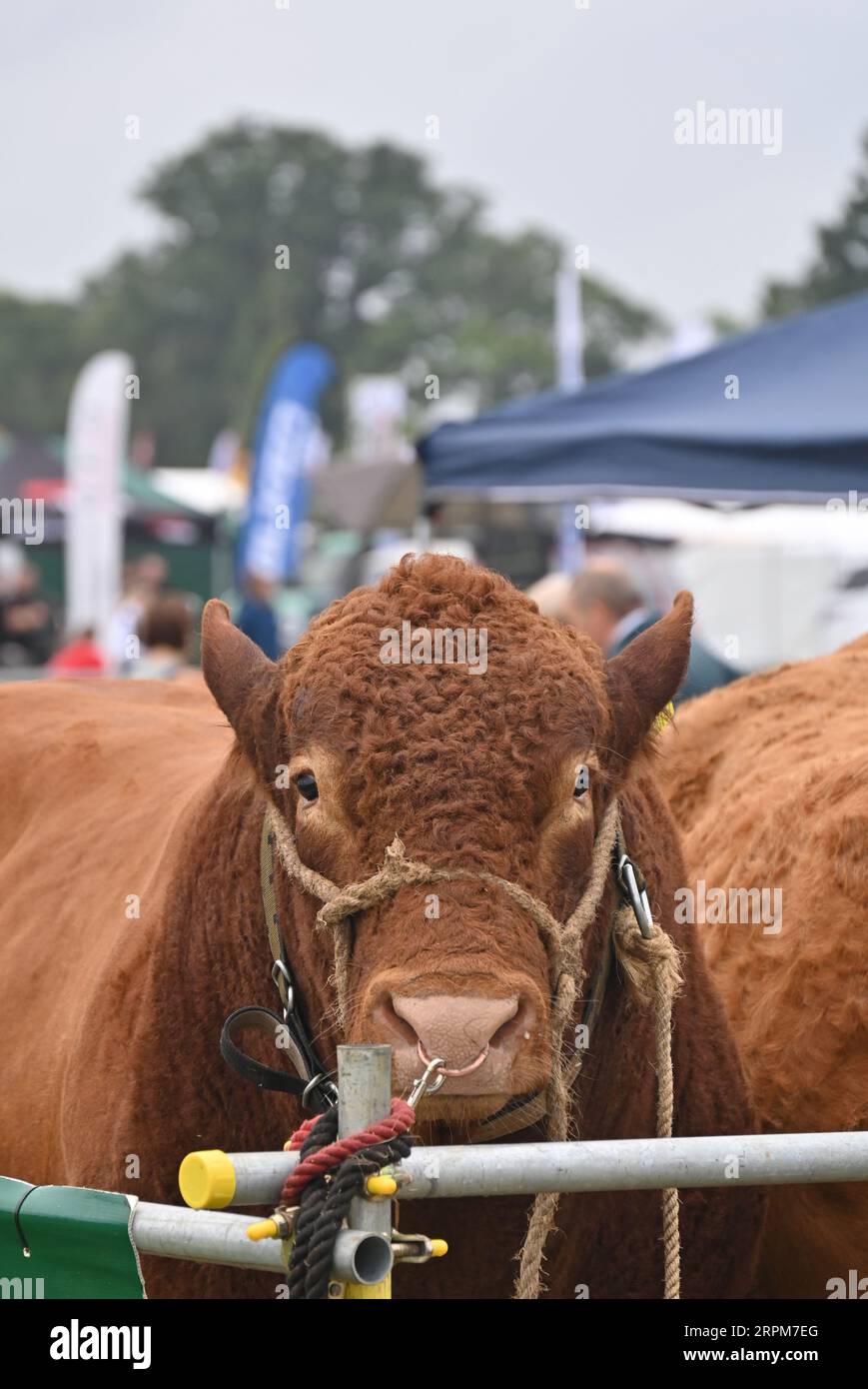 South Devon bull, Moreton in Marsh Show 2023 Stock Photo