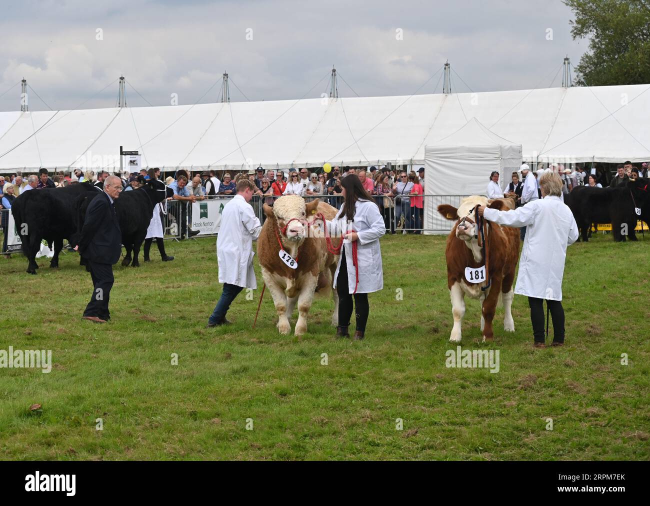 Limousin, Moreton in Marsh Show2023 Stock Photo