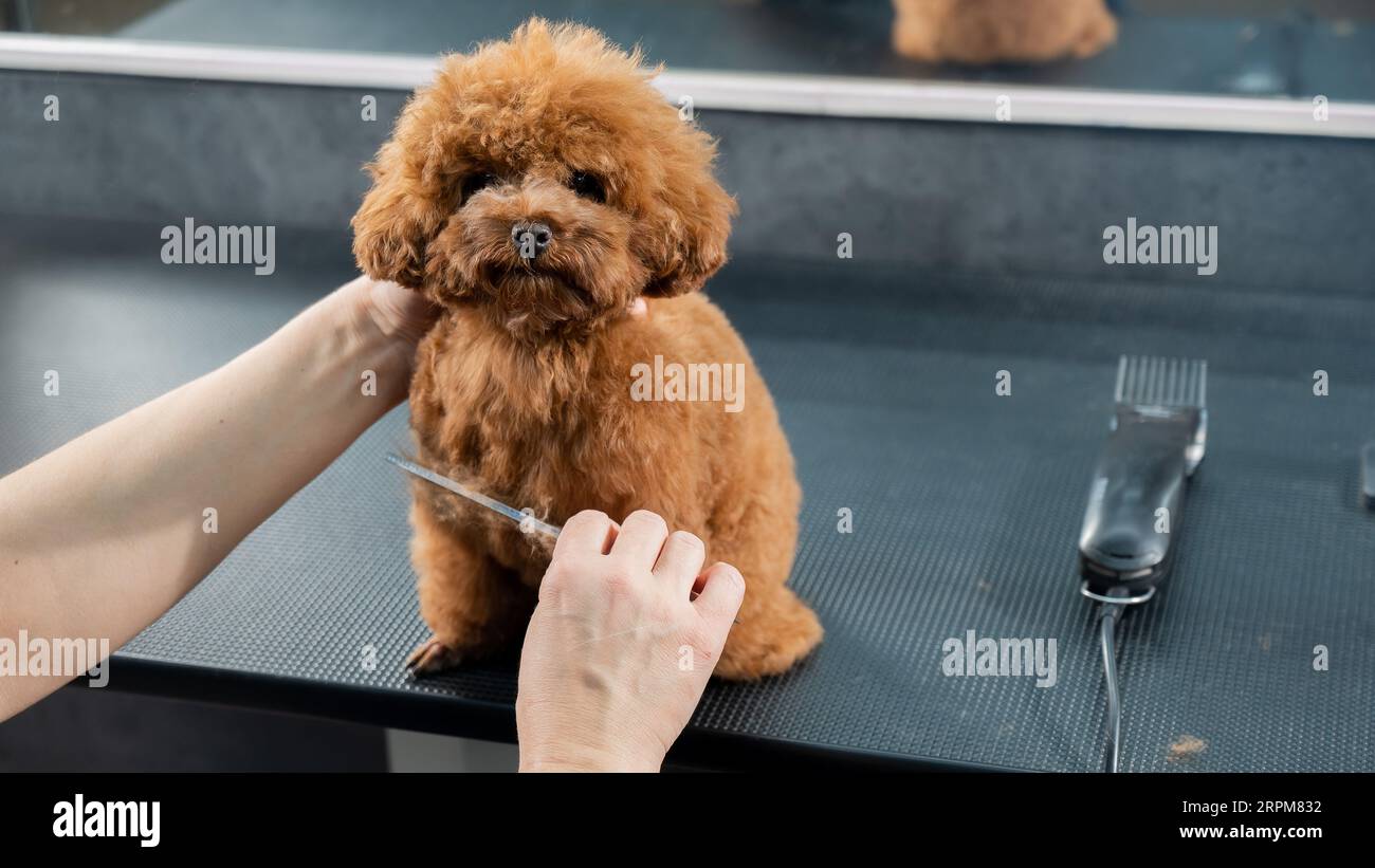 Woman combing a toy poodle during a haircut in a grooming salon Stock ...