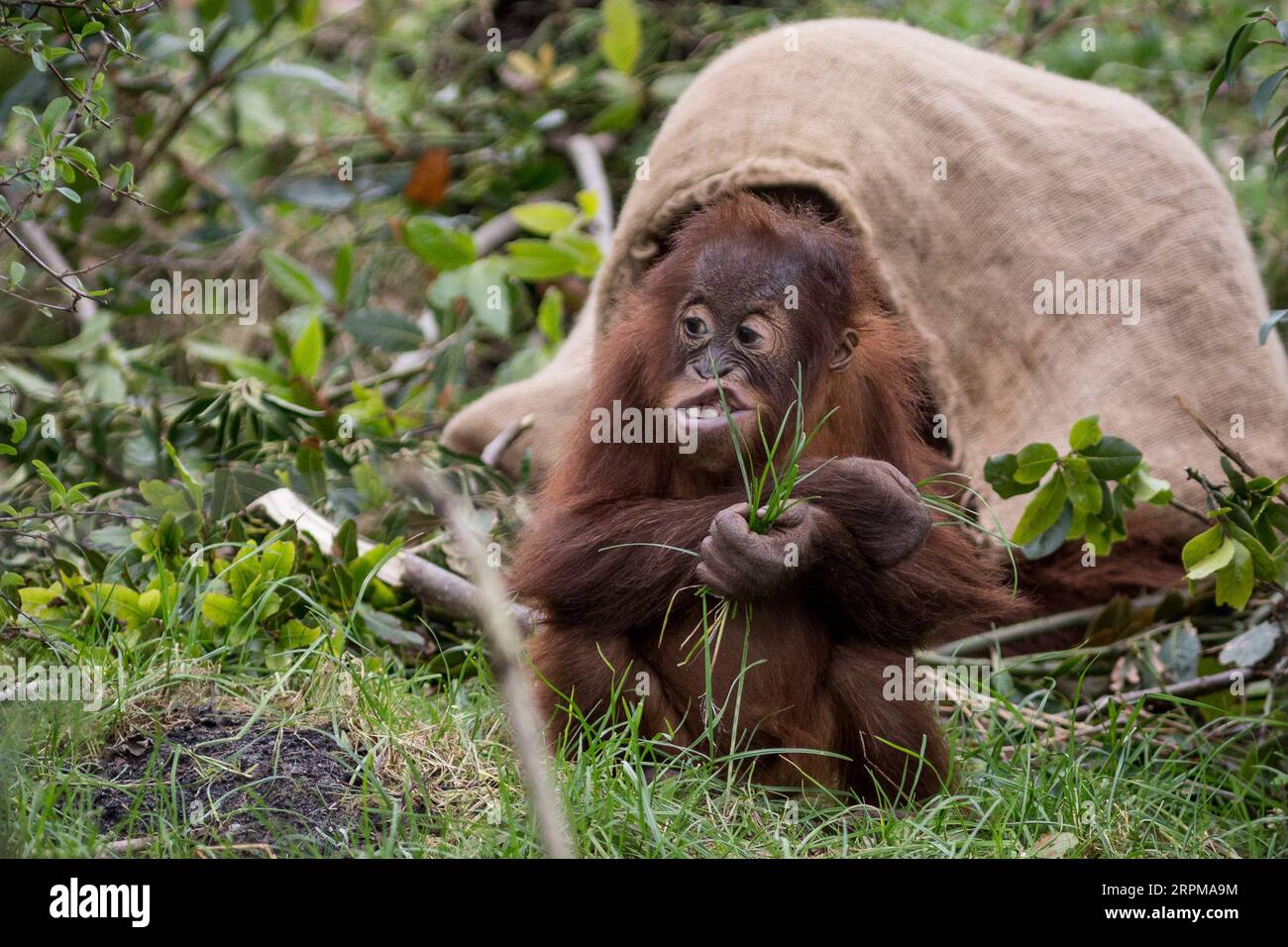 Mouse Pad Orang Utan Babies 19x23cm | Tappetino Morbido Con Animali, Fatto In Germania, Sostenibile