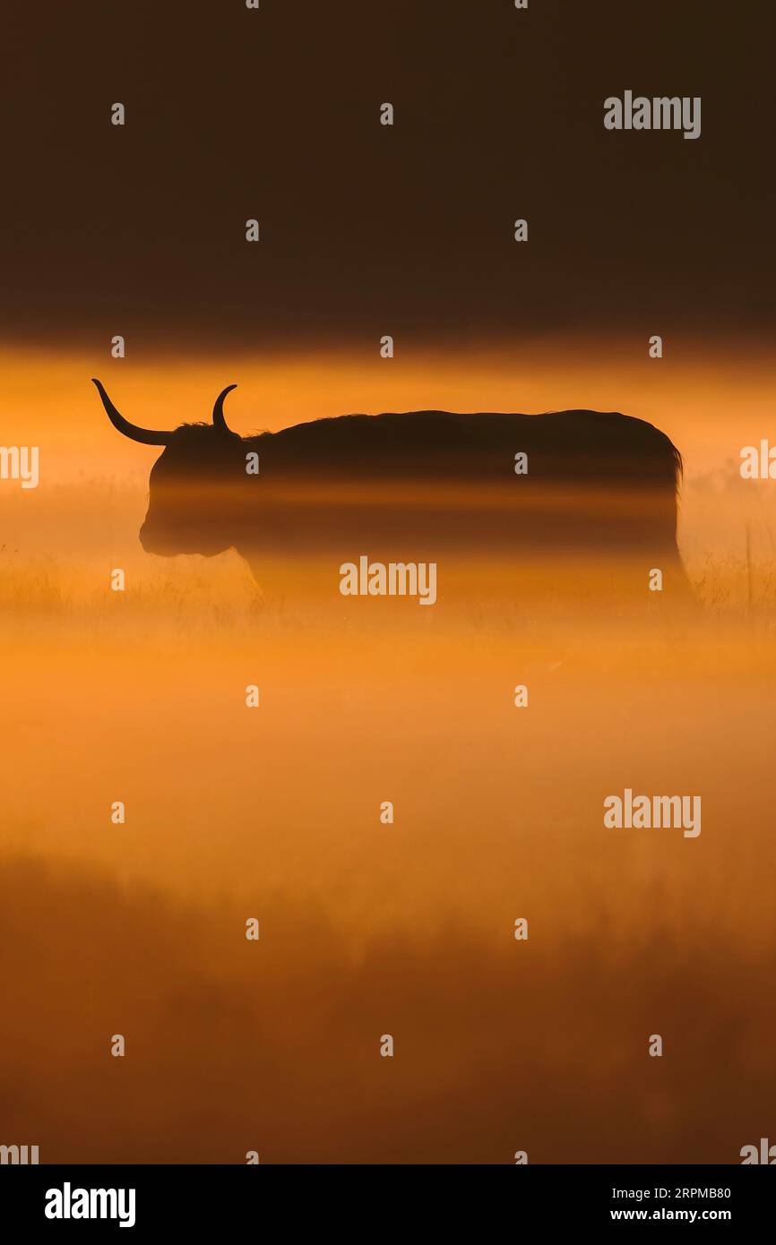 A highland cattle cow at sunrise. Stock Photo