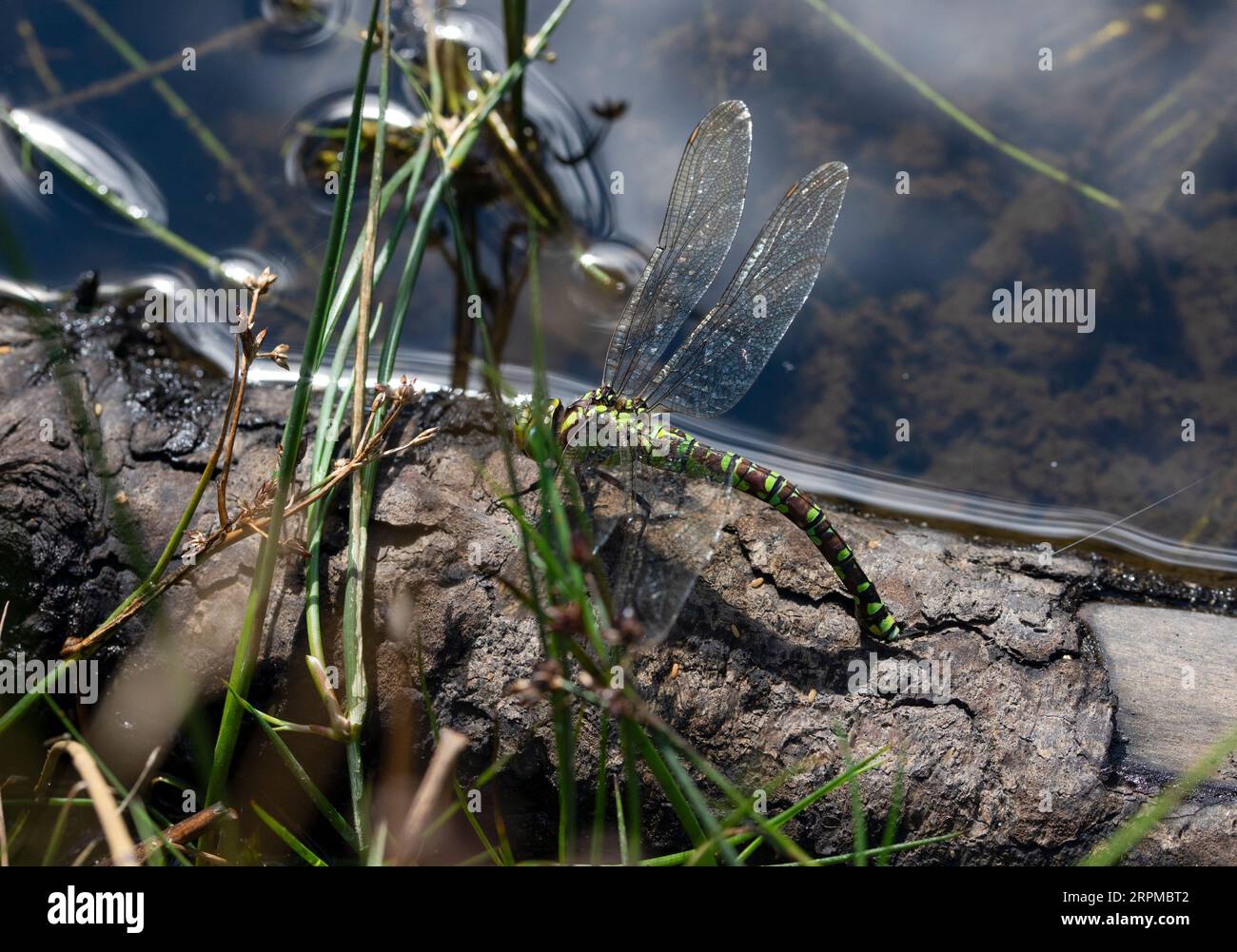 Southern Hawker dragonfly laying eggs at side of pond Stock Photo Alamy