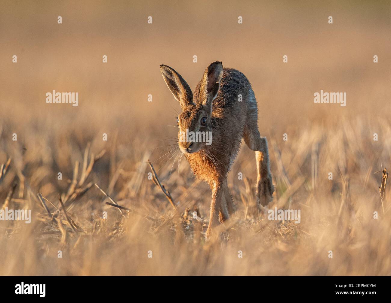 A detailed shot of a  Brown hare ( Lepus europaeus )  running across the stubble with golden sunlight on him. Autumn colours. Suffolk,  UK Stock Photo