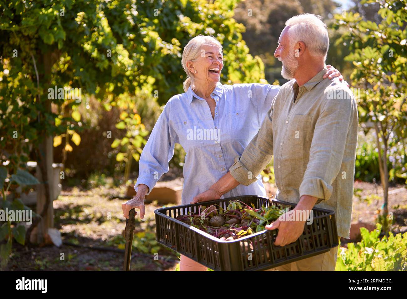 Retired Senior Couple Working In Vegetable Garden Or Allotment Carrying Tray Of Beets Stock Photo