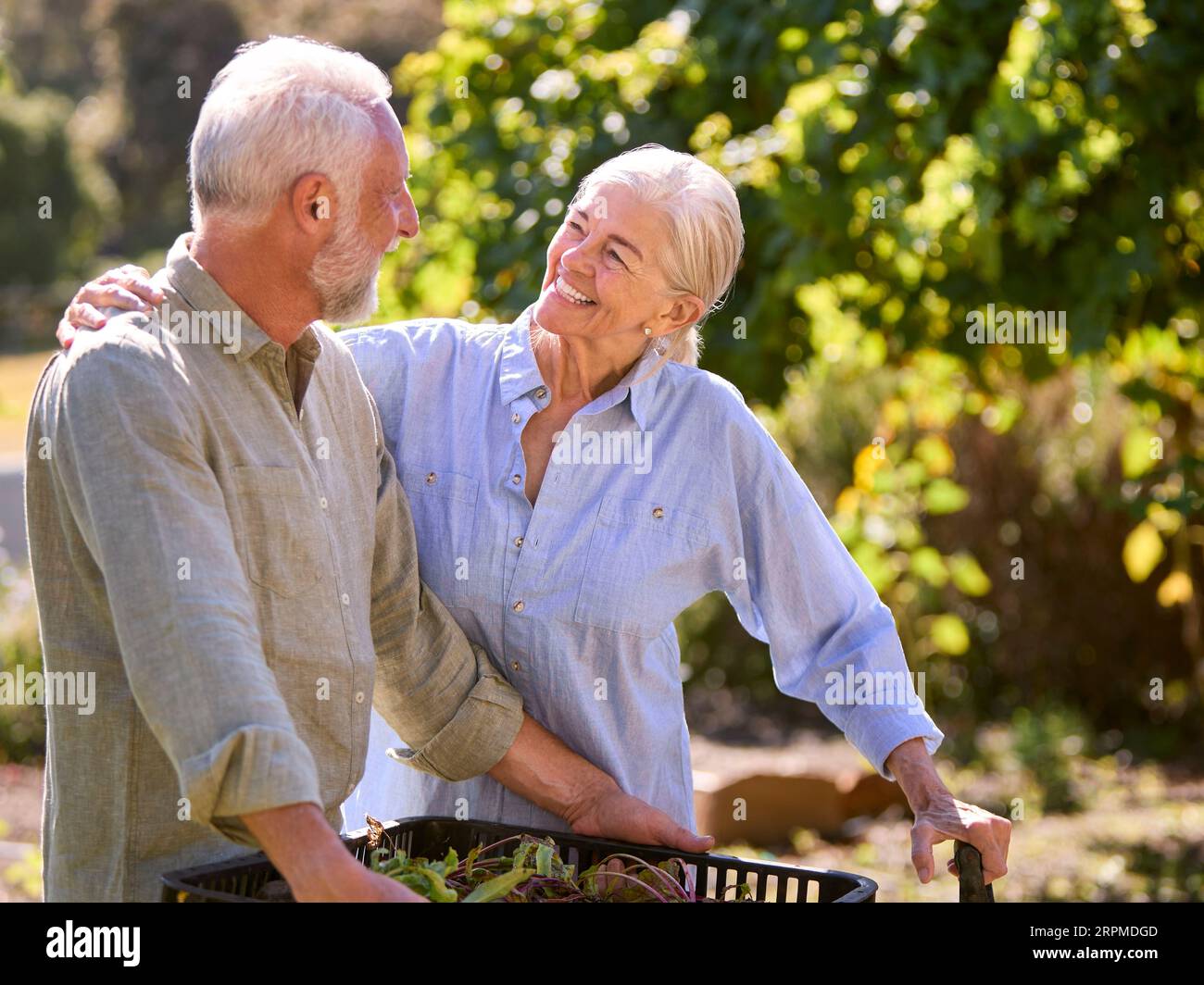 Retired Senior Couple Working In Vegetable Garden Or Allotment Carrying Tray Of Beets Stock Photo