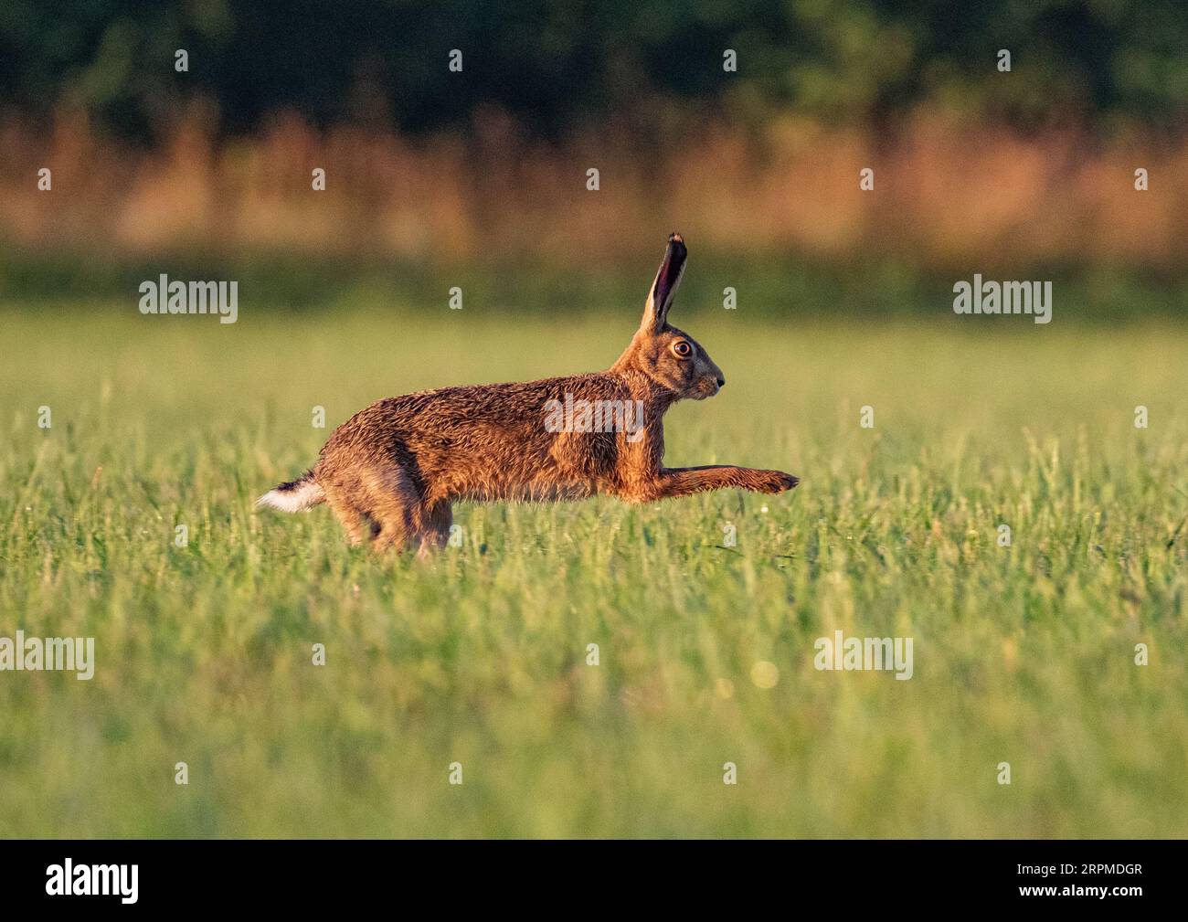 A close up detailed shot of a wild Brown Hare( Lepus europaeus) with big ears, sprinting fast across the farmers wheat .Suffolk, UK. Stock Photo