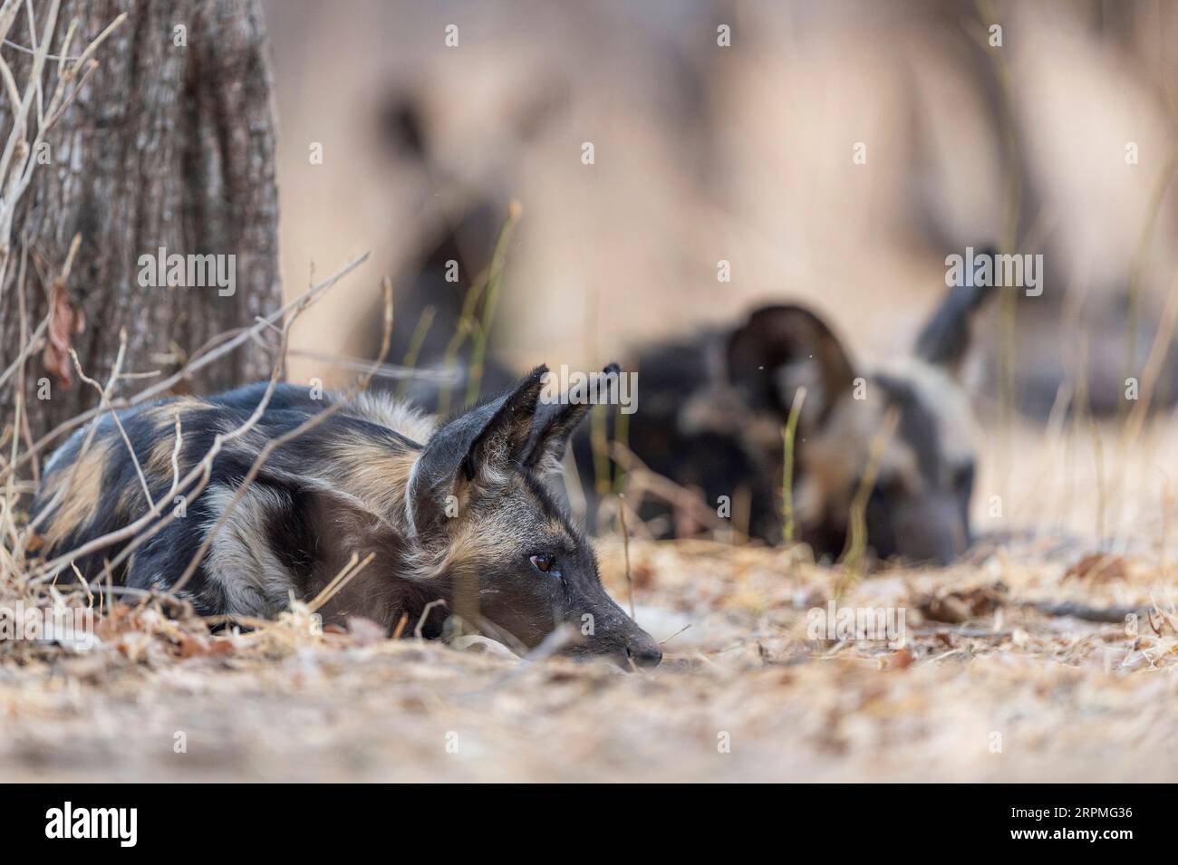 African wild dogs, Lycaon pictus, are seen in Zimbabwe's Mana Pools National Park Stock Photo