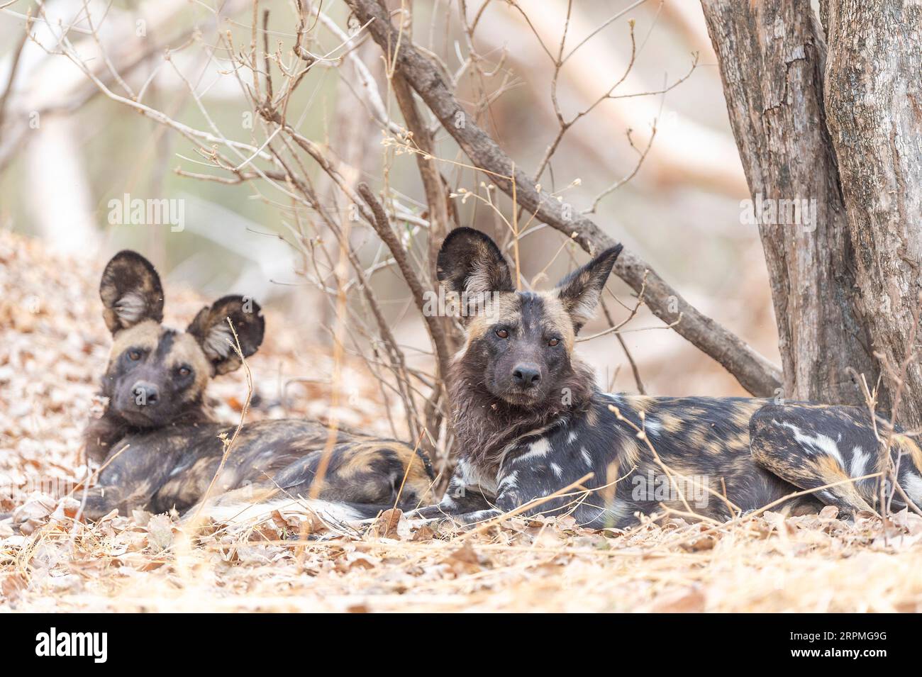 African wild dogs, Lycaon pictus, are seen in Zimbabwe's Mana Pools National Park Stock Photo