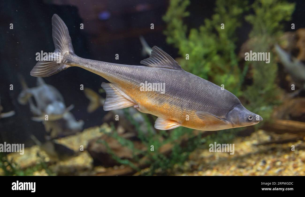 Razorback sucker hi-res stock photography and images - Alamy