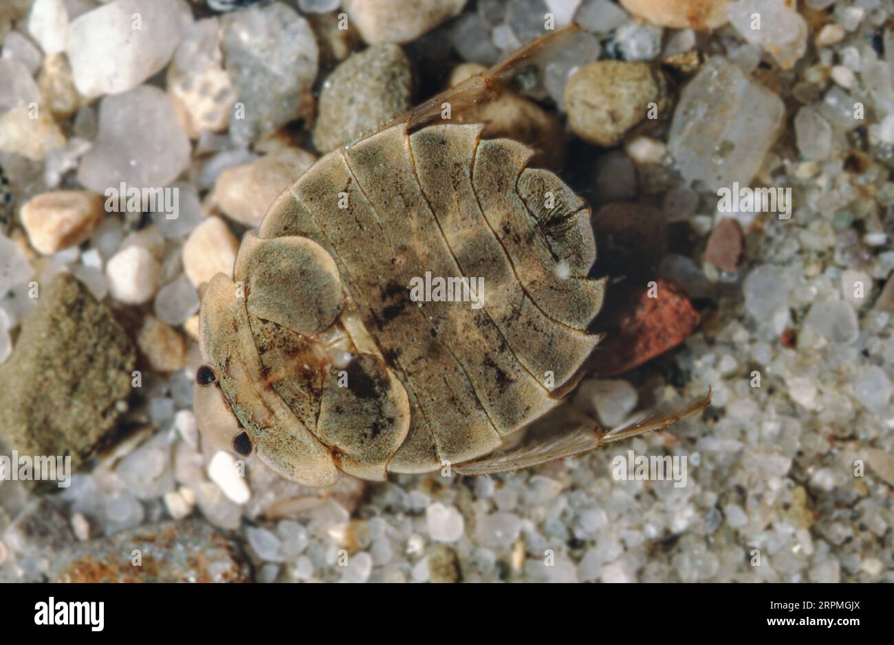 saucer bug (Aphelocheirus aestivalis), Germany, Bavaria Stock Photo