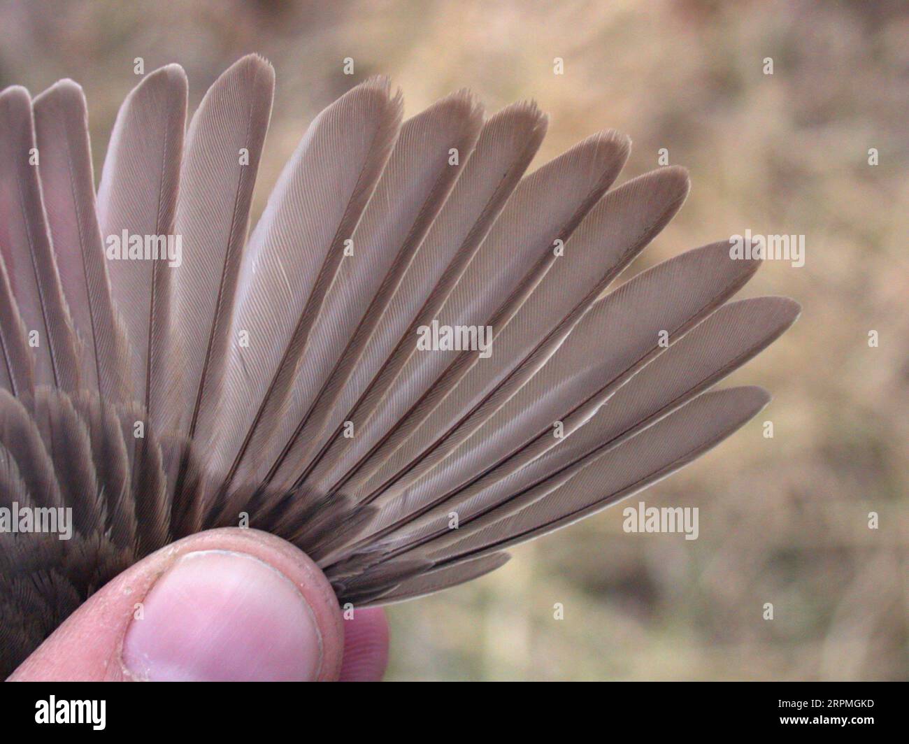 Booted warbler (Iduna caligata, Hippolais caligata), caught bird in the hands, wing, China, Beidahe Stock Photo