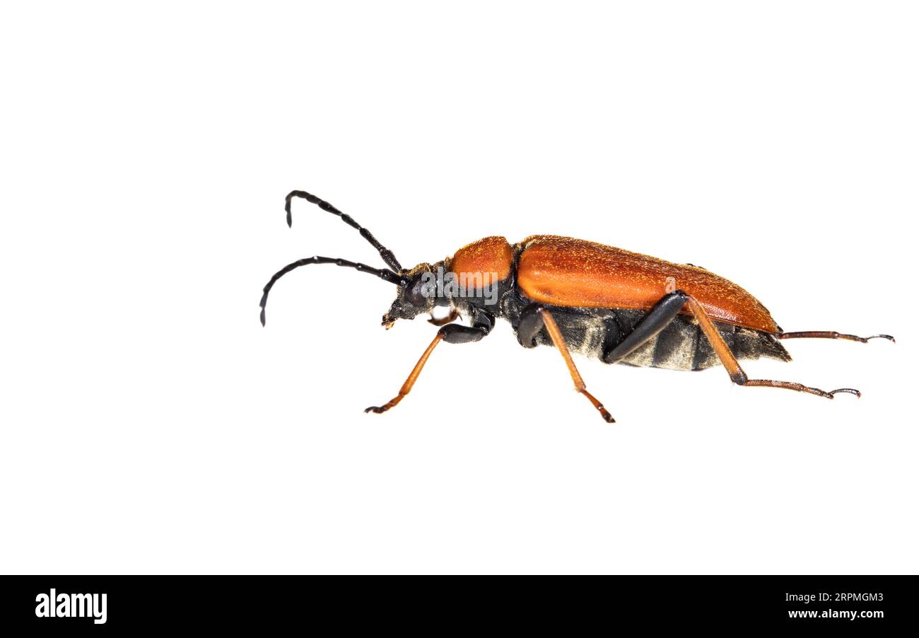 Red Longhorn Beetle (Anoplodera rubra, Stictoleptura rubra, Leptura rubra, Corymbia rubra, Aredolpona rubra), side view, cut out, Netherlands Stock Photo