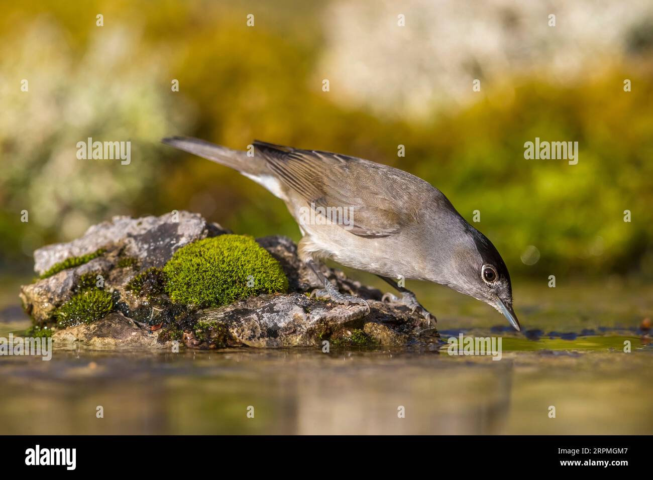 blackcap, Eurasian blackcap (Sylvia atricapilla), male perches on a mossy stone in a pond and drinking, side view, Italy, Tuscany, Monte Morello Stock Photo