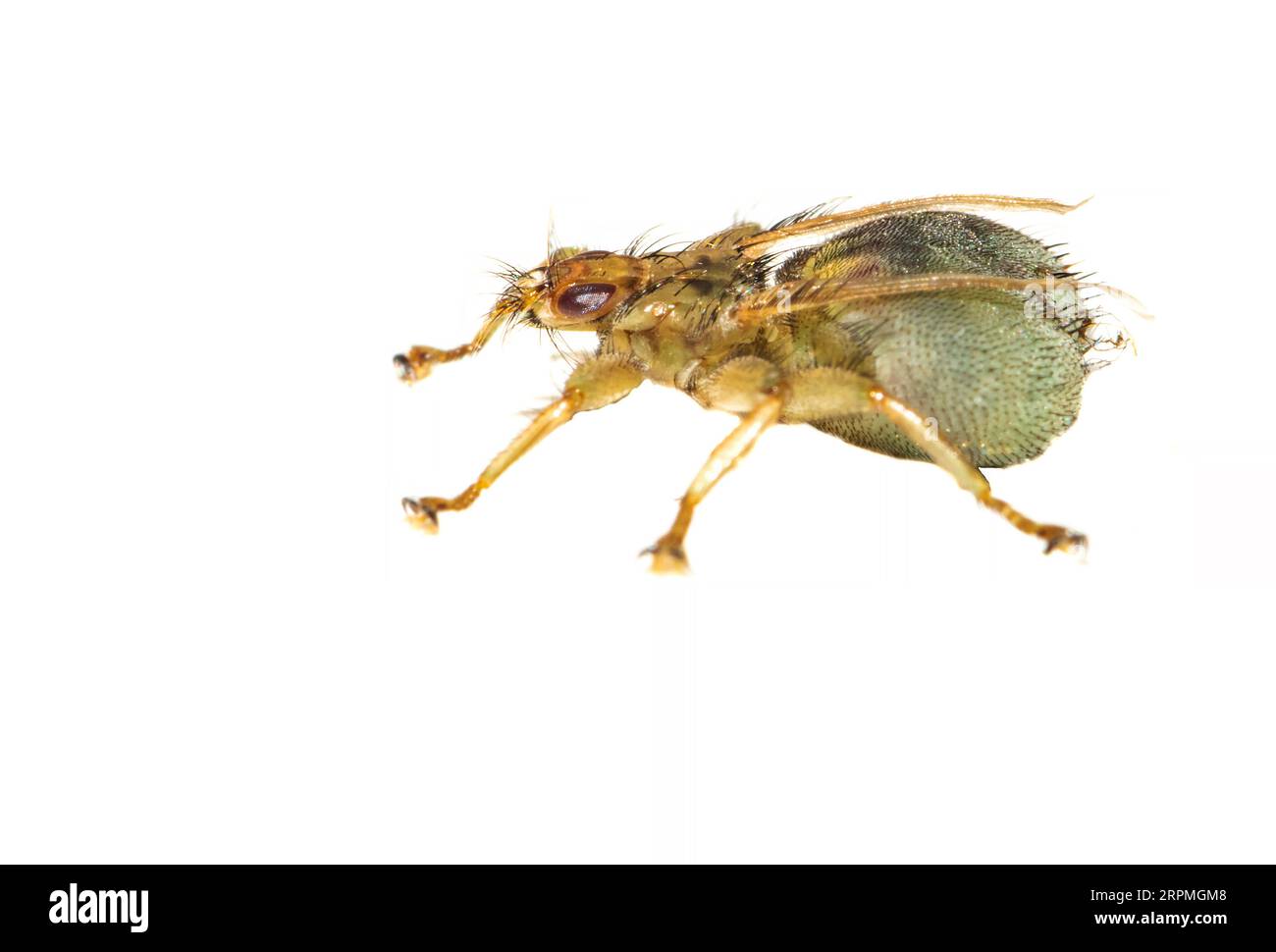 swallow parasitic fly (Stenepteryx hirundinis, Crataerina hirundinis), side view, cut out, Netherlands Stock Photo
