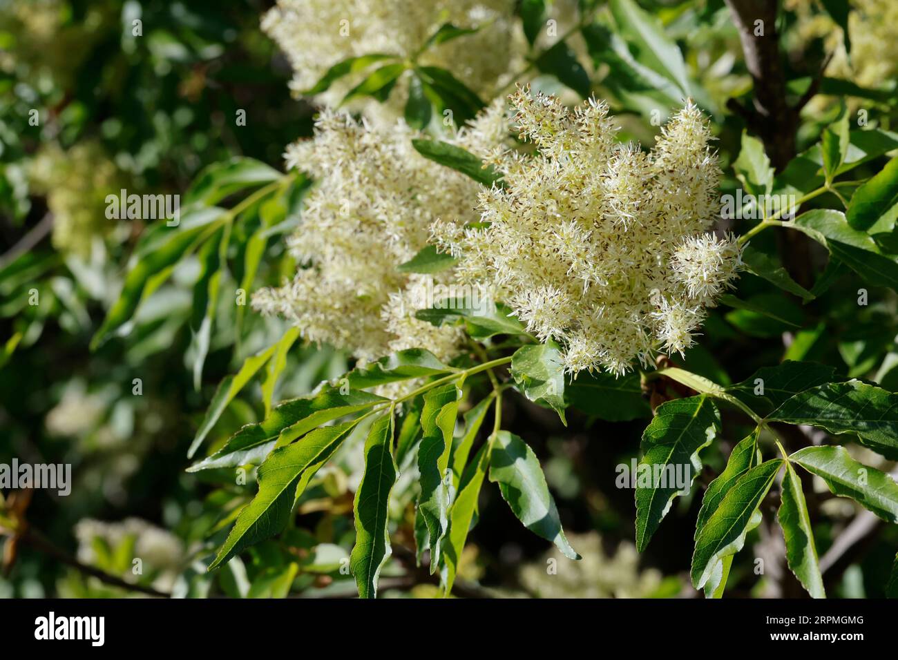 manna ash (Fraxinus ornus), blooming branch, Croatia Stock Photo