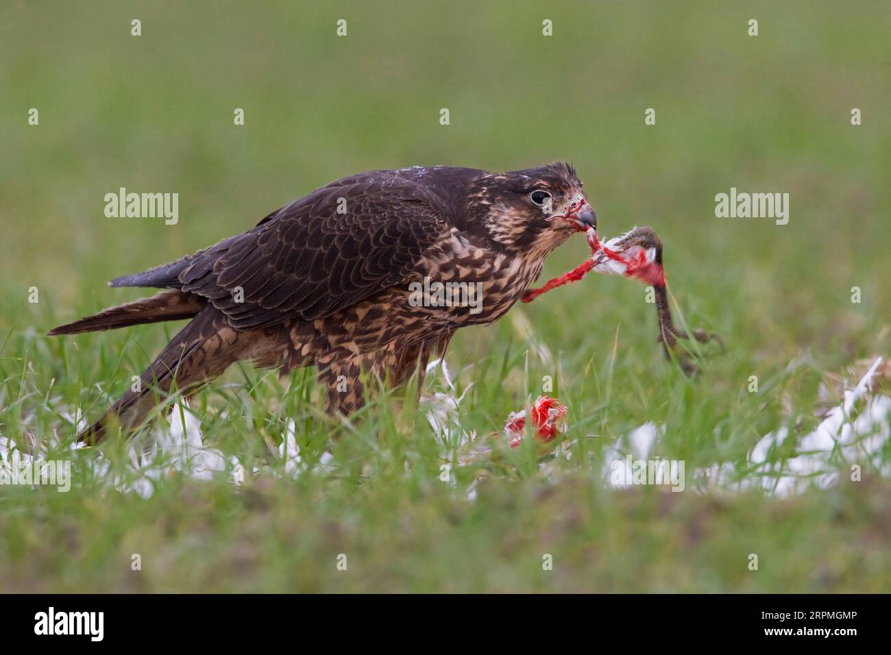 peregrine falcon (Falco peregrinus), juvenile peregrine falcon feeding from a captured bird, side view, Italy, Tuscany Stock Photo