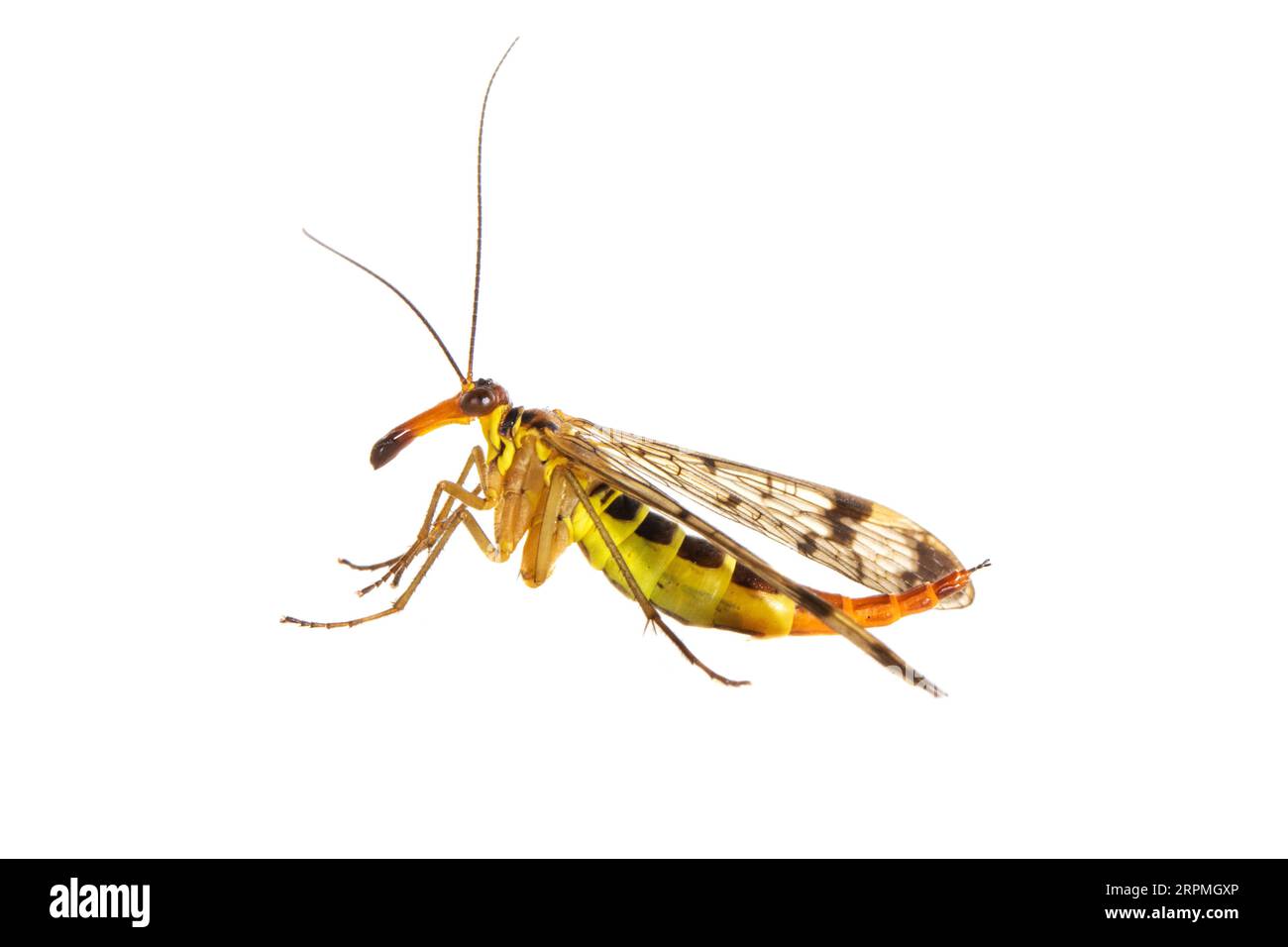 scorpionfly (Panorpa cognata), side view, cut out, Netherlands Stock Photo