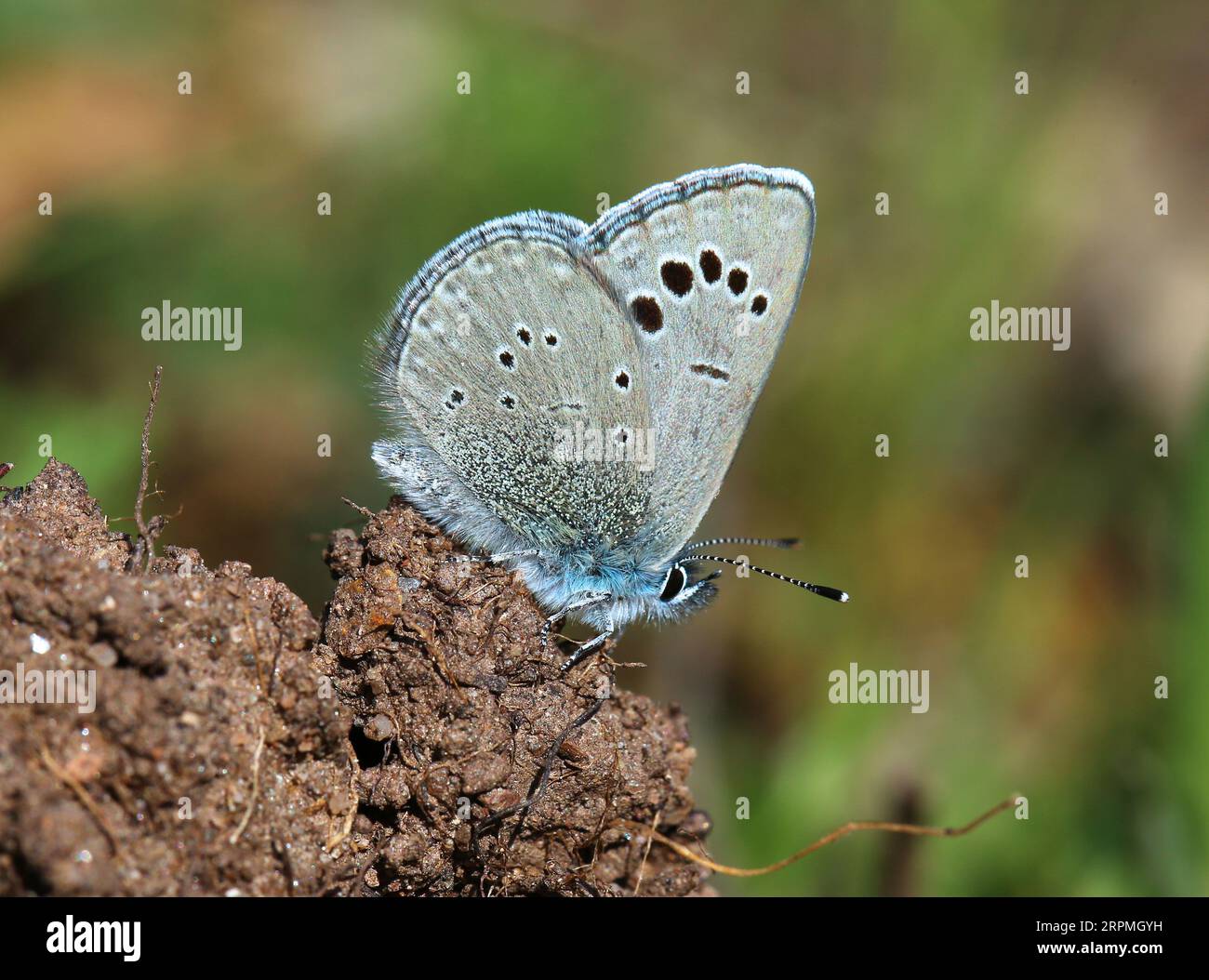 Black Rayed Blue Black-eyed Blue (Glaucopsyche melanops), sitting on soil, side view ...