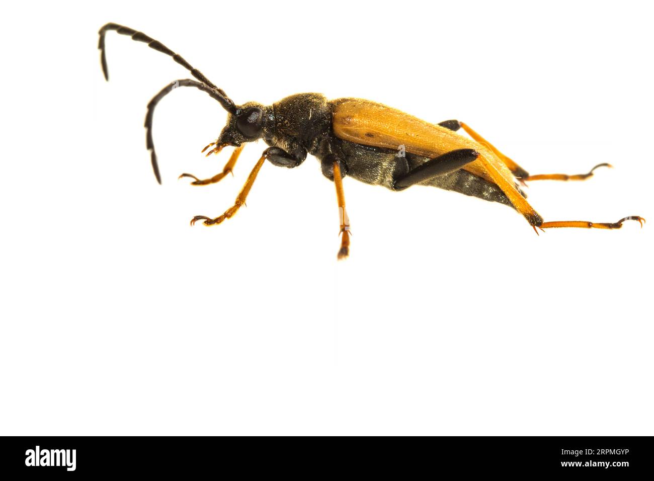 Red Longhorn Beetle (Anoplodera rubra, Stictoleptura rubra, Leptura rubra, Corymbia rubra, Aredolpona rubra), side view, cut out, Netherlands Stock Photo