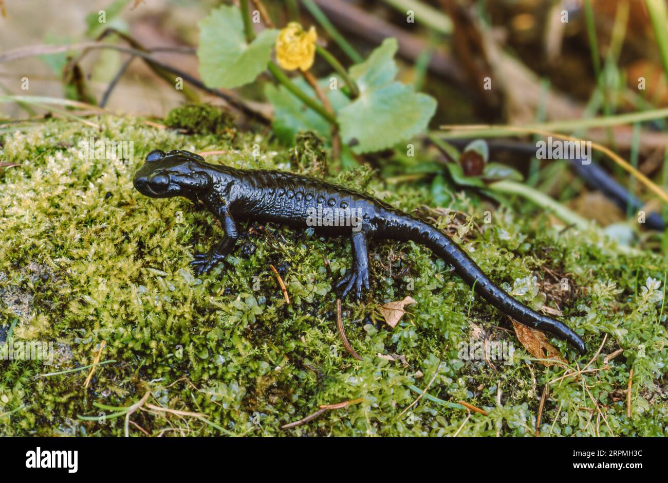 Alpine salamander, European Alpine salamander (Salamandra atra), on moss, Germany Stock Photo