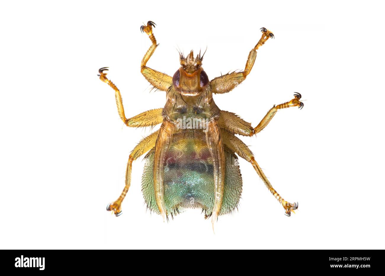 swallow parasitic fly (Stenepteryx hirundinis, Crataerina hirundinis), top view, cut out, Netherlands Stock Photo