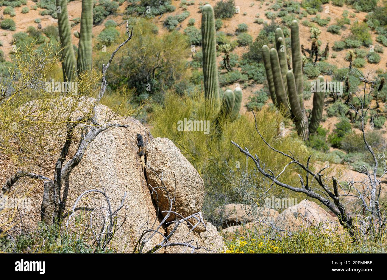 Common chuckwalla (Sauromalus ater), big male sunbathing on a rock in the desert, USA, Arizona, Pinnacle Peak Stock Photo