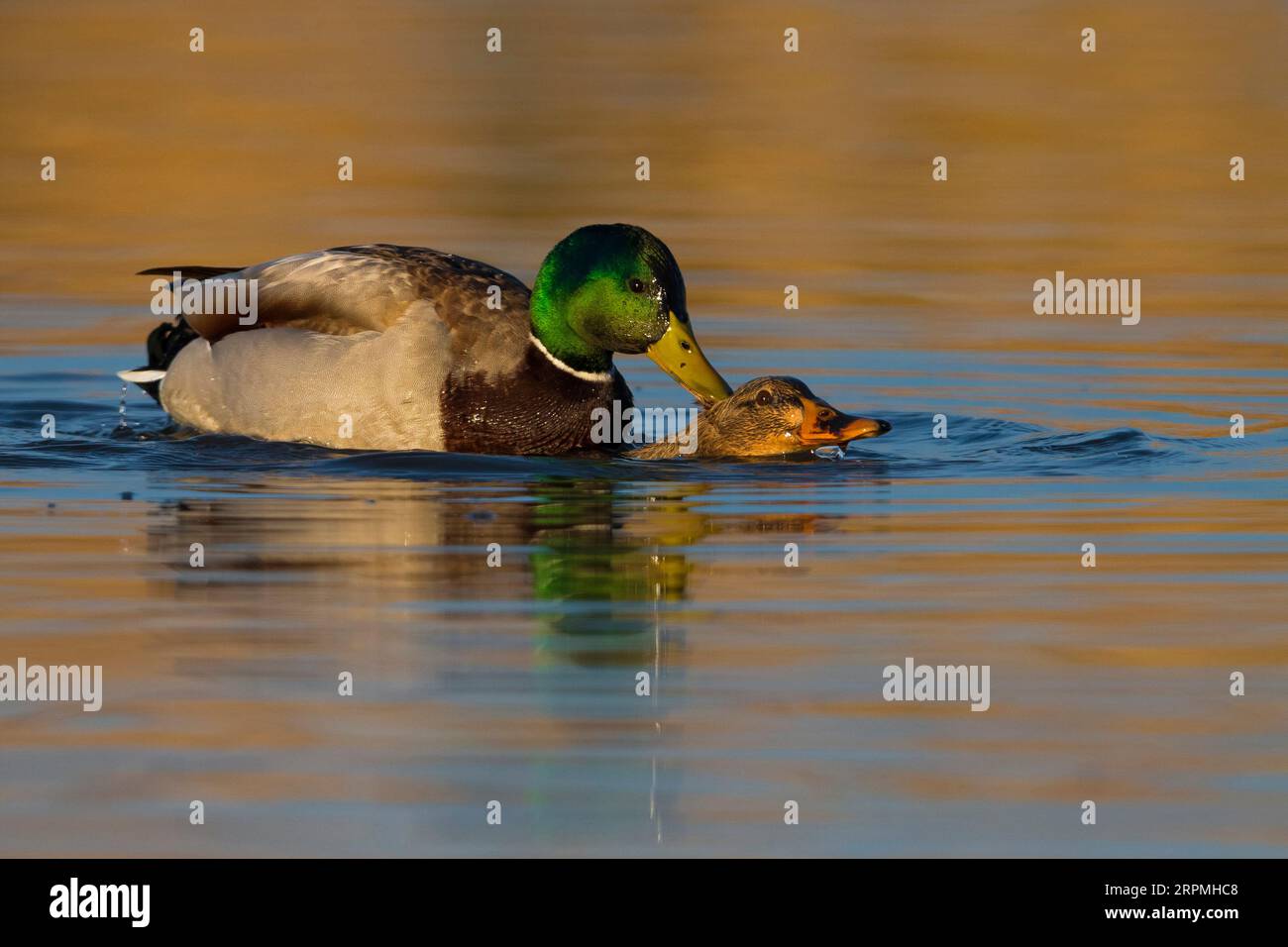 mallard (Anas platyrhynchos), mating in the water, side view, Italy, Tuscany Stock Photo