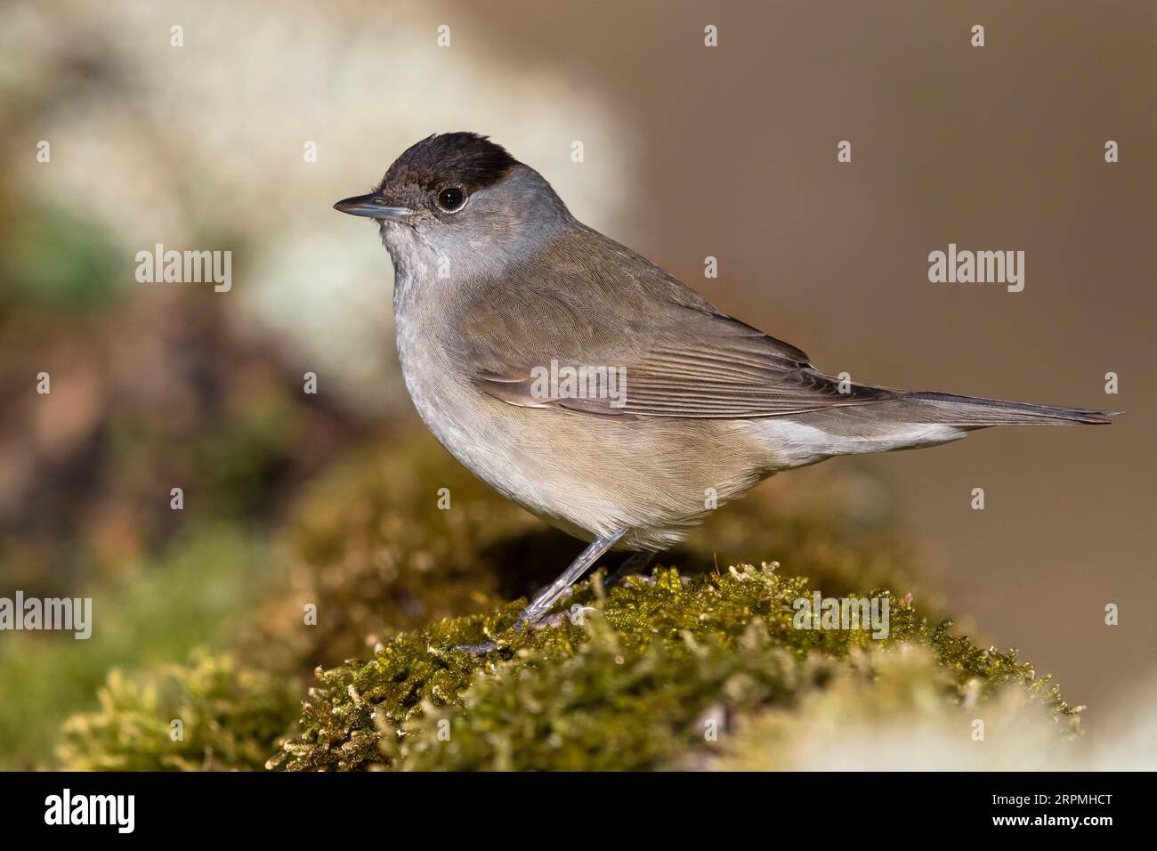 blackcap (Sylvia atricapilla), male perching on a mossy log, side view, Italy, Tuscany Stock Photo