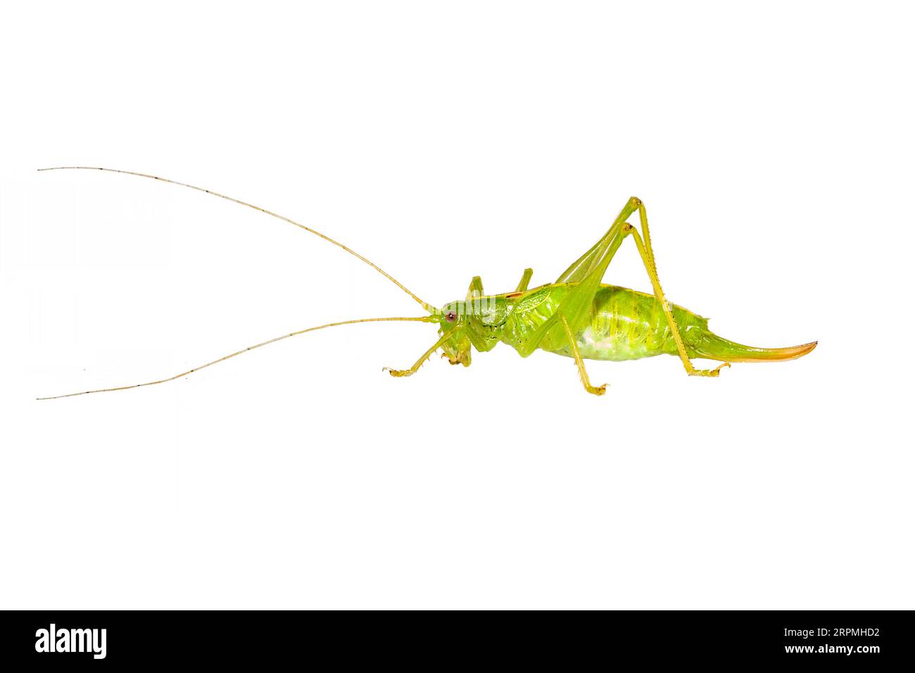 Southern oak bush-cricket, Southern oak bush cricket (Meconema meridionale), side view, cut out, Netherlands Stock Photo