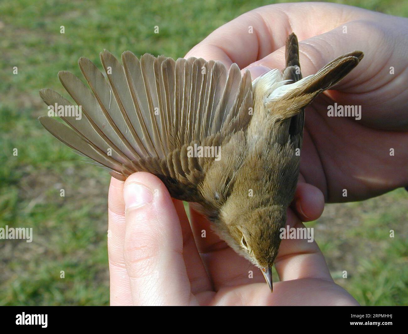 Booted warbler (Iduna caligata, Hippolais caligata), caught bird in the hand, wing, Sweden, Oeland, Ottenby Bird Observatory, Ottenby Stock Photo