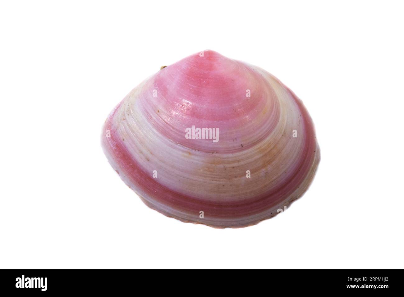 Baltic macoma, Baltic clam, Baltic tellin (Limecola balthica), side view, cut out, Netherlands Stock Photo