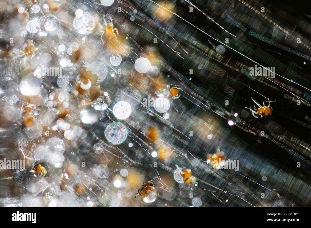 young spiders in web, light reflexions, Netherlands, Frisia Stock Photo