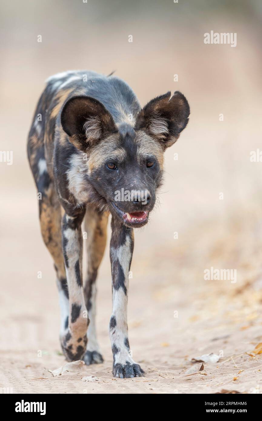 African painted dog seen, Lycaon pictus, seen in Zimbabwe's Mana Pools