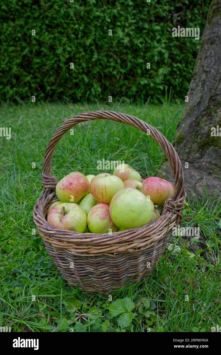 Culture apple, willow basket filled with James Grieve, apple variety, Schwaebisch Hall, Heilbronn-Franken, Baden-Wuerttemberg, Kochertal, Hohenlohe Stock Photo