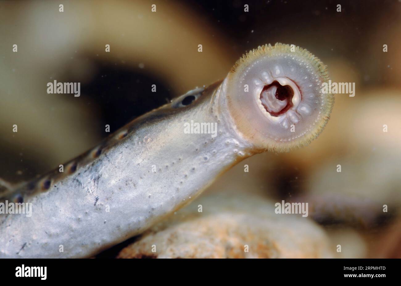Brook lamprey, European brook lamprey (Lampetra planeri), mouth Stock Photo